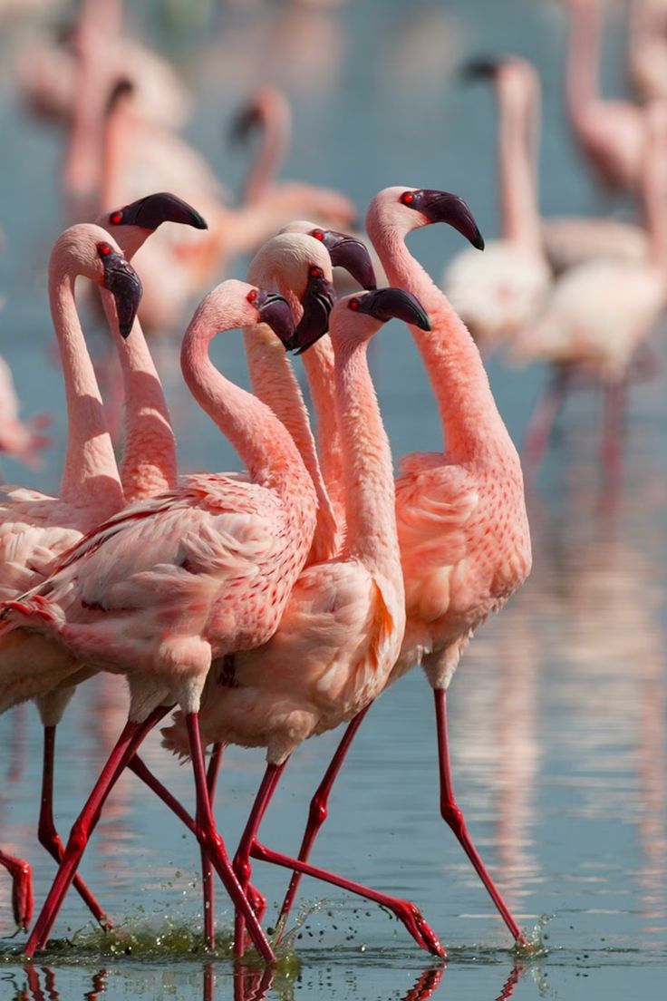 4 Days Lake Nakuru & Naivasha Birding