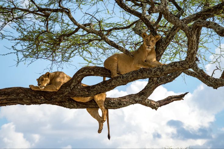 Explore Kenyan Safaris