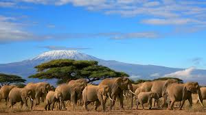amboseli