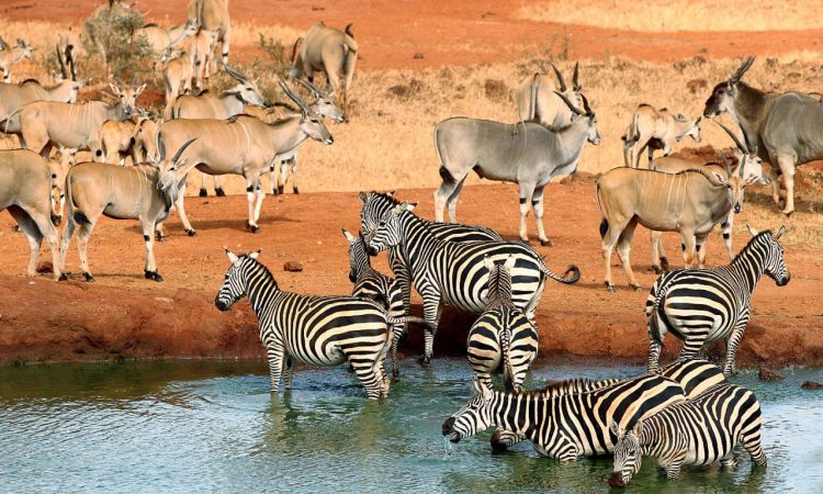 tsavo NP