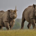 Luxury 8–11 Day Kenya Safari