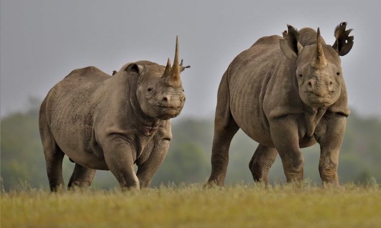 Luxury 8–11 Day Kenya Safari