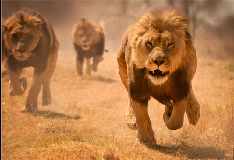 3-Day Masai Mara (Budget / Shared Safari)