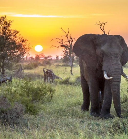 kruger national park